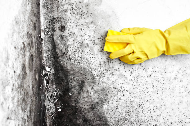 Certified Mold Removal in Warr Acres, OK