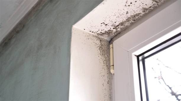 Best Attic Mold Removal  in Warr Acres, OK