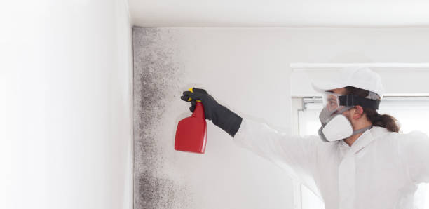 Best Mold Damage Repair  in Warr Acres, OK