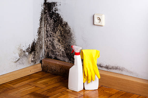 Best Toxic Mold Removal  in Warr Acres, OK