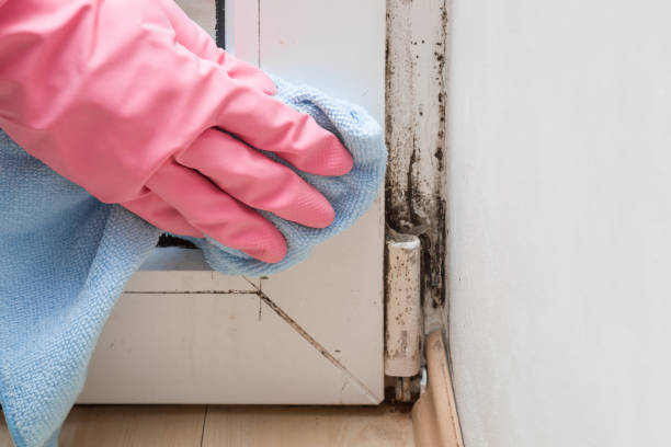 Best Black Mold Removal  in Warr Acres, OK